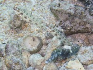 Dark marbled Shrimp with Ctenogobiops mitodes Thread Shrimpgoby