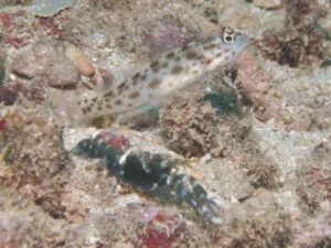 Dark marbled Shrimp with Ctenogobiops pomastictus Goldspeckled Shrimpgoby