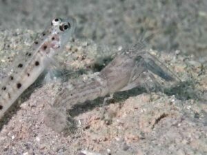 Diagonal Barred Shrimp