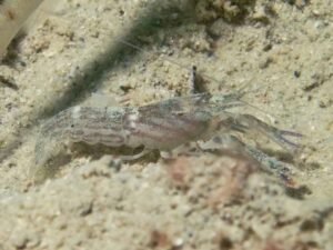 Diagonal Barred Shrimp