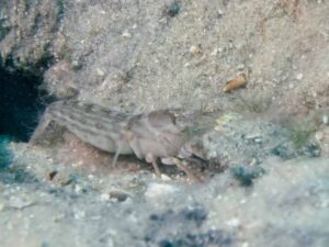 Diagonal Barred Shrimp