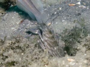 Diagonal Barred Shrimp