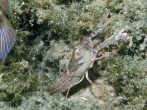 Diagonal Barred Shrimp