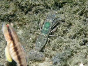 Diagonal Barred Shrimp