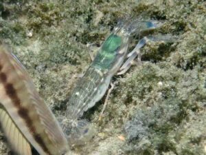 Diagonal Barred Shrimp