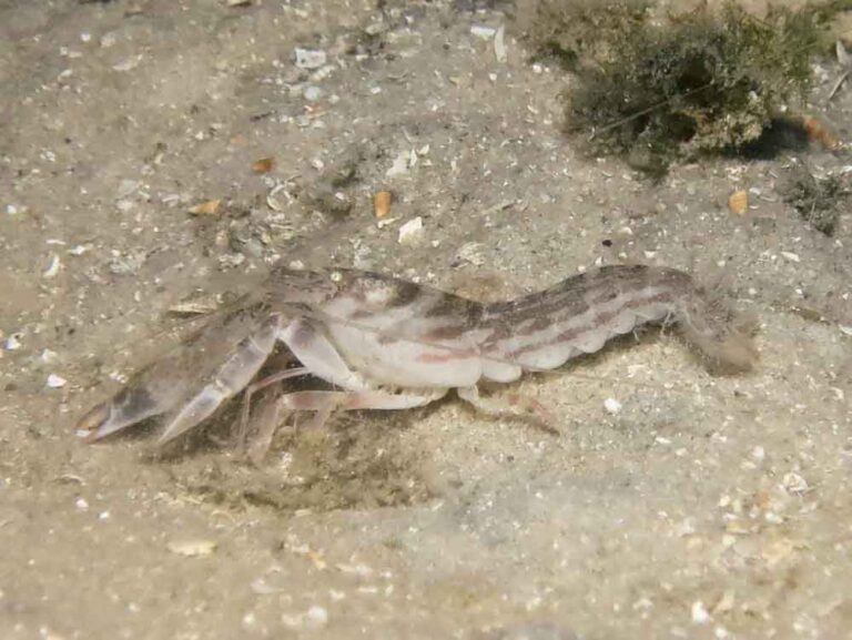 Diagonal Barred Shrimp