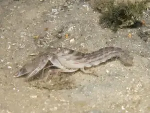 Diagonal Barred Shrimp Alpheus rapacida