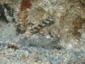 Diagonal Barred Shrimp with Amblyeleotris diagonalis, Diagonal Shrimpgoby