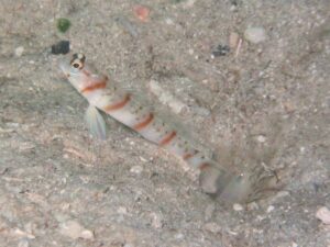 Diagonal Barred Shrimp with Amblyeleotris stenotaeniata, Thinbar Shrimpgoby