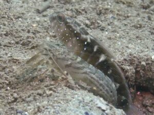 Diagonal Barred Shrimp with Cryptocentrus cyanospilotus, Bluespot Saddled Shrimpgoby