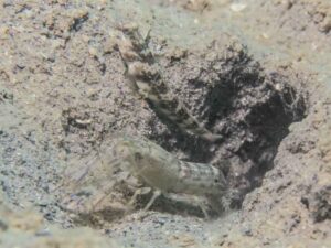 Diagonal Barred Shrimp with Cryptocentrus melanopus Singapore Shrimpgoby