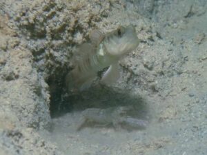 Diagonal Barred Shrimp with Cryptocentrus multicinctus, Multi-Barred Shrimpgoby