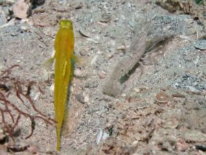 Diagonal Barred Shrimp with Cryptocentrus sericus, Ventral-barred Shrimpgoby