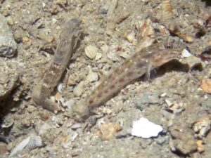 Diagonal Barred Shrimp with Ctenogobiops crocineus, Silverspot Shrimpgoby