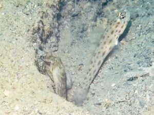 Diagonal Barred Shrimp with Ctenogobiops pomastictus, Goldspeckled Shrimpgoby