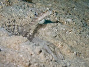 Diagonal Barred Shrimp with Mahidolia mystacina, Smiling Shrimpgoby