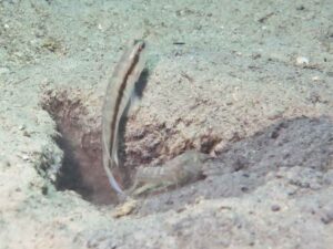 Diagonal Barred Shrimp with Myersina nigrivirgata Blackline Shrimpgoby