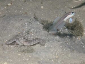 Diagonal Barred Shrimp with Stonogobiops larsonae, Larson’s Shrimpgoby