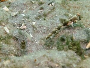 Diagonal Barred Shrimp with Fan Shrimpgoby Tomiyamichthys latruncularia