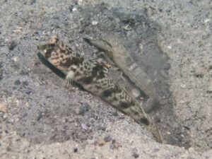 Diagonal Barred Shrimp with Tomiyamichthys russus, Ocellated Shrimpgoby