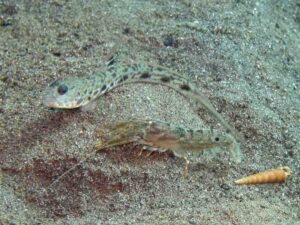 Diagonal Barred Shrimp with Longspot Shrimpgoby Tomiyamichthys tanyspilus