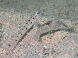 Diagonal Barred Shrimp with Vanderhorstia ambanoro, Twinspot Shrimpgoby