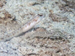 Diagonal Barred Shrimp with Vanderhorstia auronotata, Gold-Marked Shrimpgoby