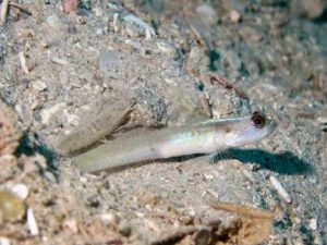 Diagonal Barred Shrimp with Vanderhorstia belloides, Bella Shrimpgoby