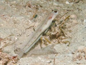 Diagonal Barred Shrimp with Vanderhorstia dorsomacula, Dorsal Spot Shrimpgoby