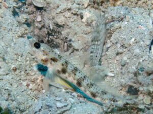 Diagonal Barred Shrimp with Vanderhorstia phaeosticta, Yellowfoot Shrimpgoby