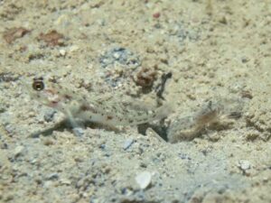 Freckled Shrimp with Vanderhorstia phaeosticta, Yellowfoot Shrimpgoby