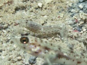 Freckled Shrimp