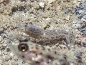 Freckled Shrimp Alpheus species 3