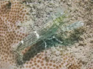 Green Shrimp Alpheus species 4