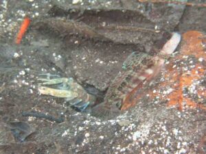 Green Shrimp with Cryptocentrus leptocephalus, Pinkspot Shrimpgoby