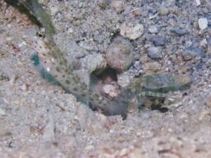 Green Shrimp with Ctenogobiops aurocingulus, Goldstreaked Shrimpgoby