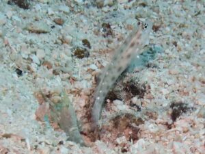 Green Shrimp with Ctenogobiops feroculus, Sand Shrimpgoby