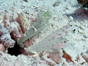 Green Shrimp with Ctenogobiops mitodes, Thread Shrimpgoby