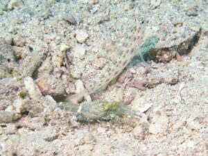 Green Shrimp with Ctenogobiops pomastictus, Goldspeckled Shrimpgoby