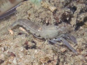 Grey Snapping Shrimp, Alpheus species 5