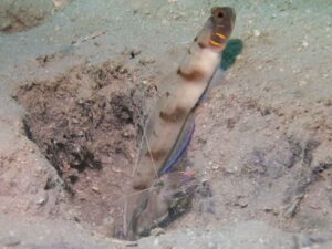 Grey Shrimp with Amblyeleotris callopareia, Beautiful-cheek Shrimpgoby