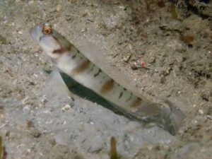 Grey Shrimp with Amblyeleotris gymnocephala, Mask Shrimpgoby