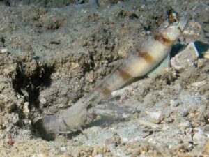 Grey Shrimp with Amblyeleotris macronema Longspine Shrimpgoby