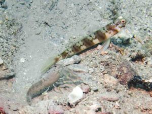 Grey Shrimp with Amblyeleotris stenotaeniata, Thinbar Shrimpgoby