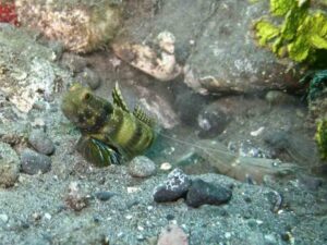 Grey Shrimp with Cryptocentrus sericus, Ventral-barred Shrimpgoby