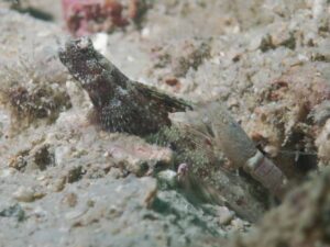 Grey Shrimp with Tomiyamichthys nudus, Scaleless Shrimpgoby