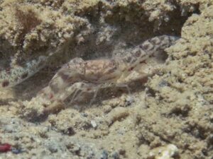 Longbody Shrimp