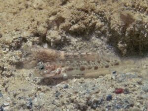 Unidentied Goby, Psiligobius species