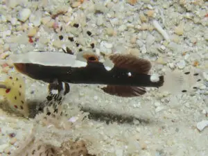 Lotilia klausewitzi Whitecap Shrimpgoby