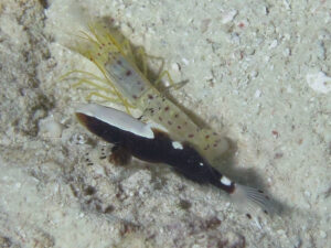 Lotilia klausewitzi Whitecap Shrimpgoby